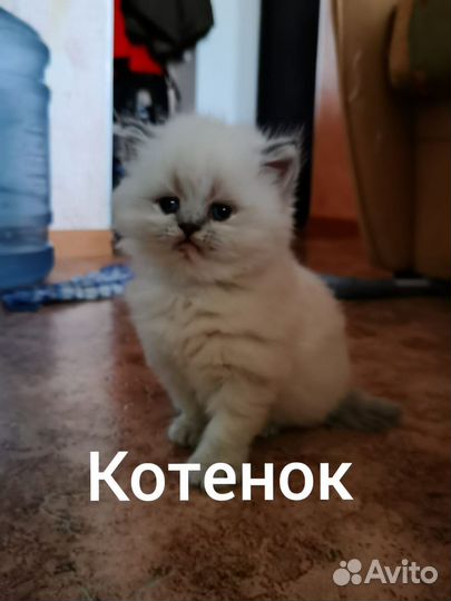 Шотландские котята