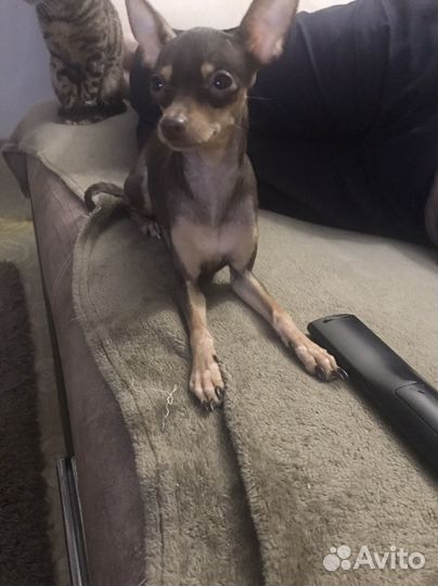 Русский той-терьер мини