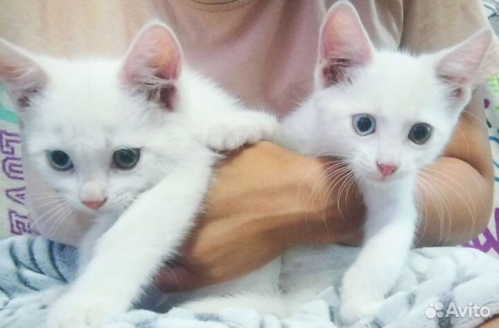 Отдам котят