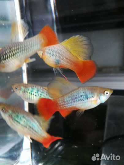 Рыбки и растения