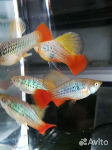 Рыбки и растения