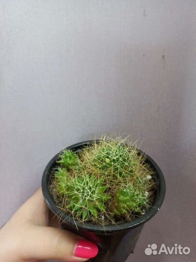 Кактус цветущий