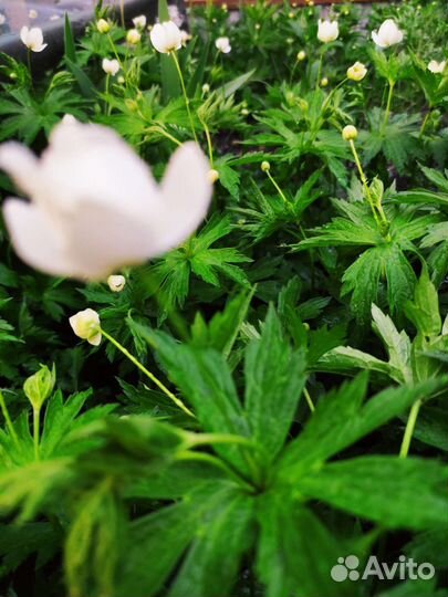 Анемона, ветреница лесная