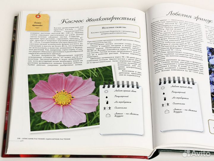 Комнатные растения (Князева Т., Князева Д.)