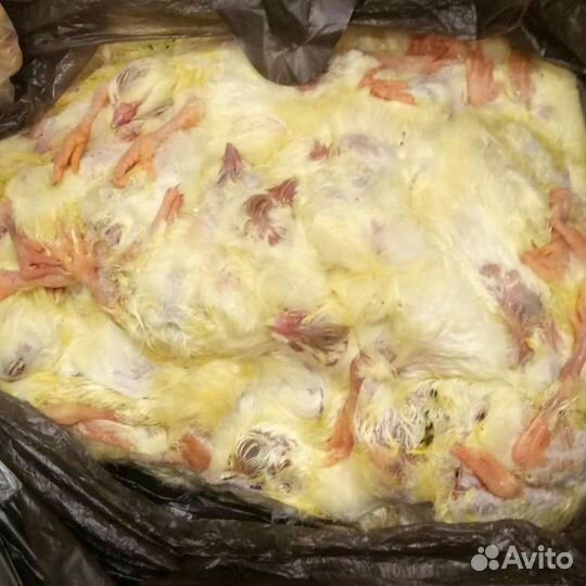 Суточные цыплята замороженные / мясо на корм