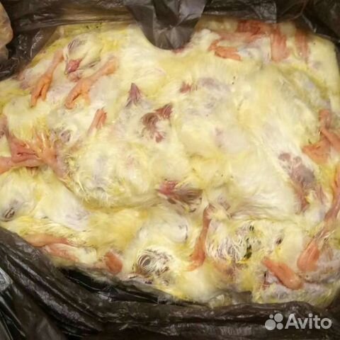 Суточные цыплята замороженные / мясо на корм