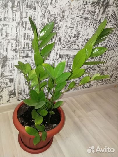 Замиокулькас