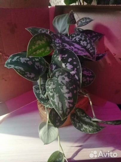 Домашние растения