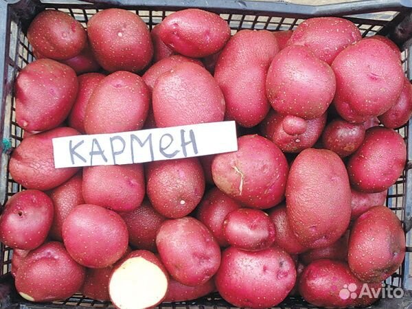 Семенной картофель Кармен