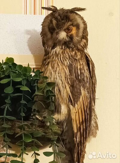 Чучела животных и птиц