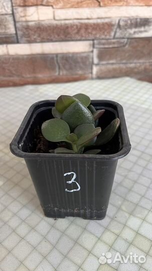 Толстянка денежное дерево саженцы