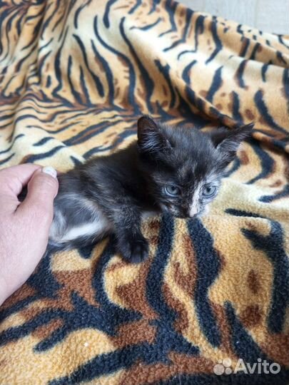 Котята в добрые руки приучены к лотку