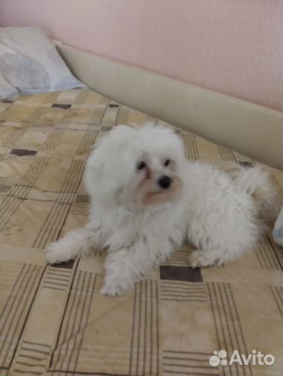 Ищем подружку для вязки. Мальтезе