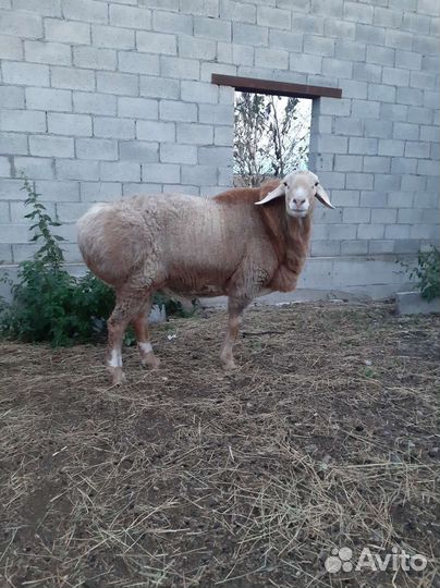 Баран гиссарский