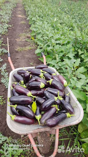 Перец острый