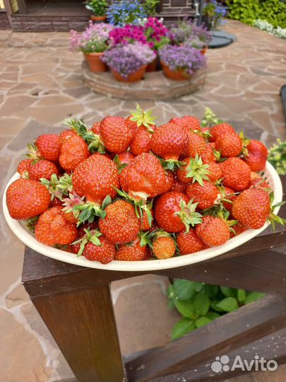 Клубника саженцы