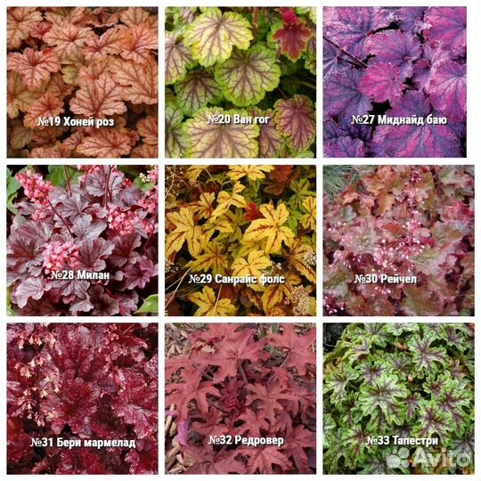 Саженцы Гейхера в горшке 7 см 30 сортов доставка
