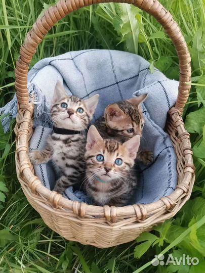 Бенгальские котята