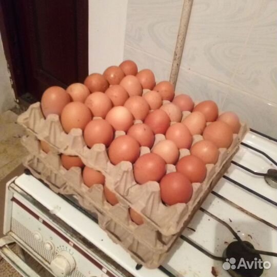 Домашние куриные яйца