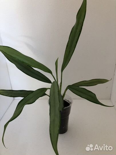 Аглаонема,сансевиерия,папоротник