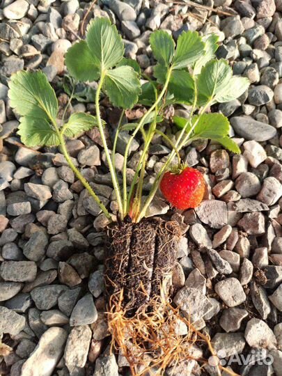 Рассада клубники