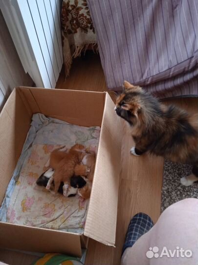 Котята в добрые руки