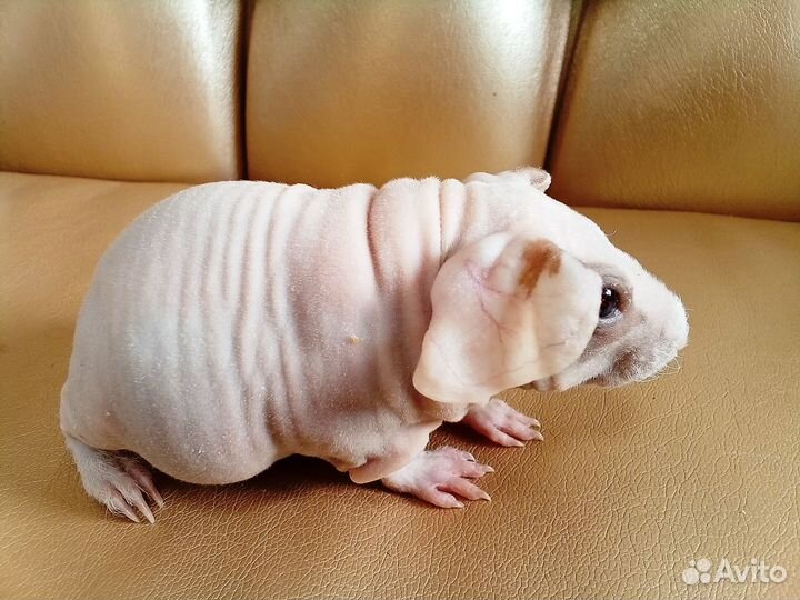 Морская свинка скинни с доставкой на адрес