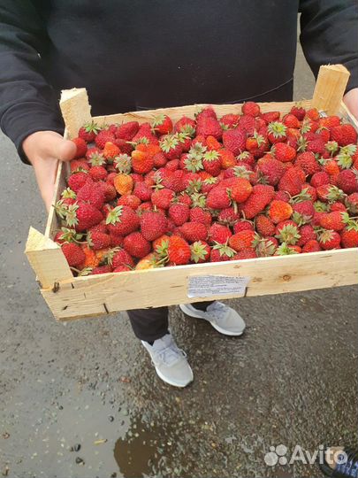 Клубника сорт Любава из Киргизии