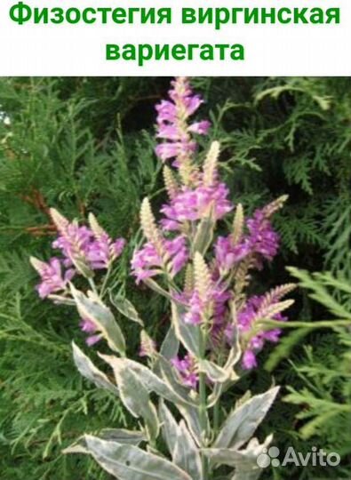 Физостегия,каприфоль,хохлатка,пиретрум,фиалка