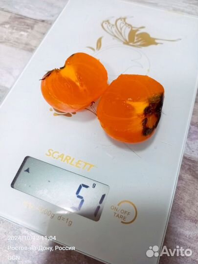 Черенки Хурма Россиянка