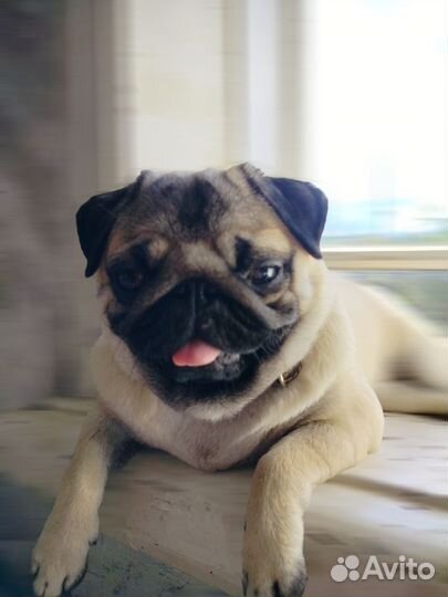 Вязка мопс девочка