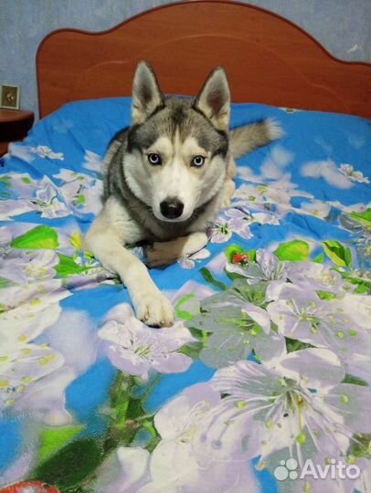 Сибирский хаски вязка