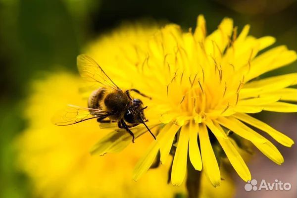 Пчело семьи, пакеты