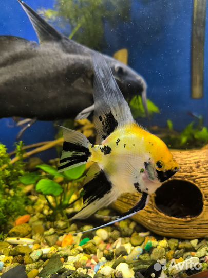 Аквариумные рыбки