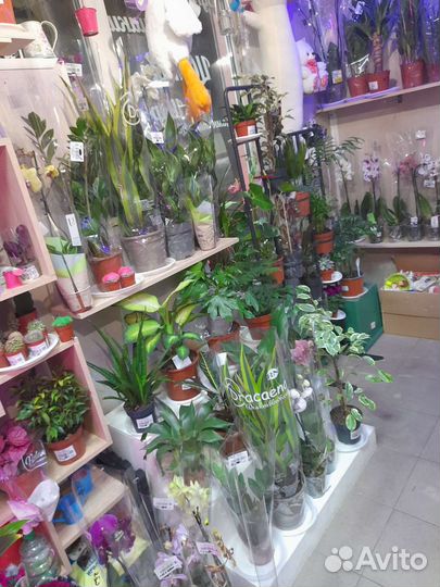 Большой ассортимент комнатных растений