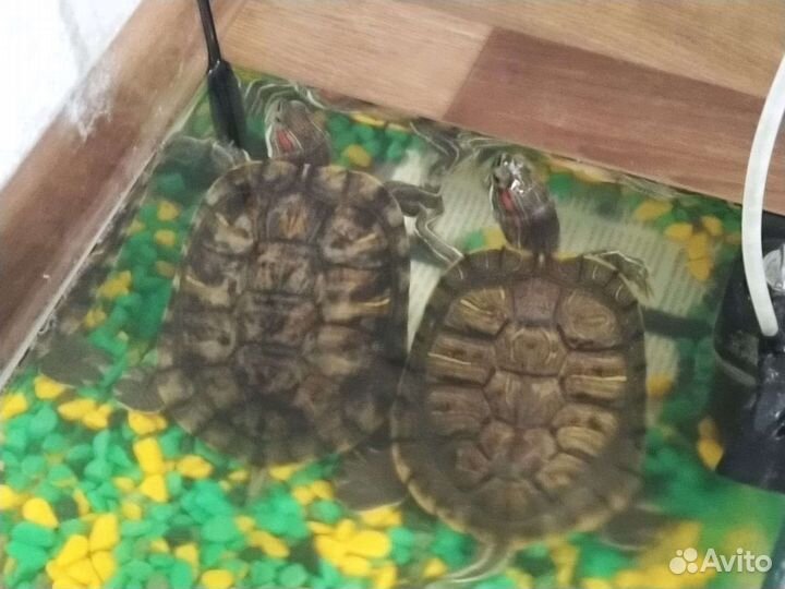 Красноухая черепаха