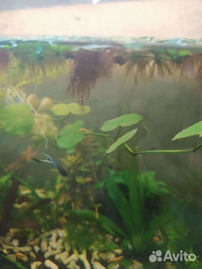 Улитки и растения аквариумные