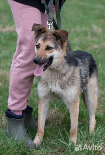 Активная Кура в добрые руки