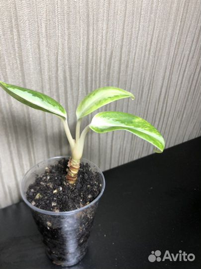 Аглаонема уши слона мини (green compact)