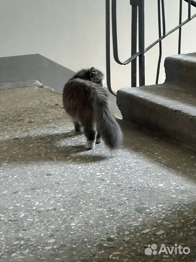 Кошки в добрые руки бесплатно. Найдена