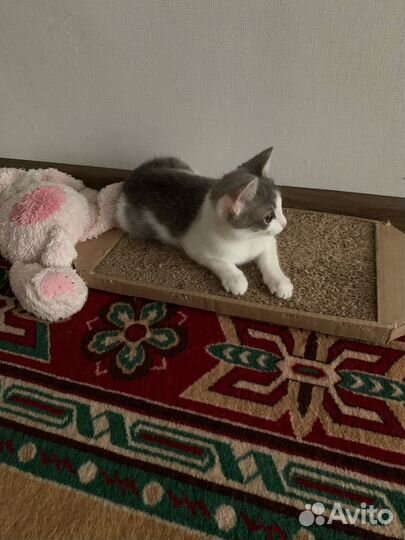 Кошечка Люся