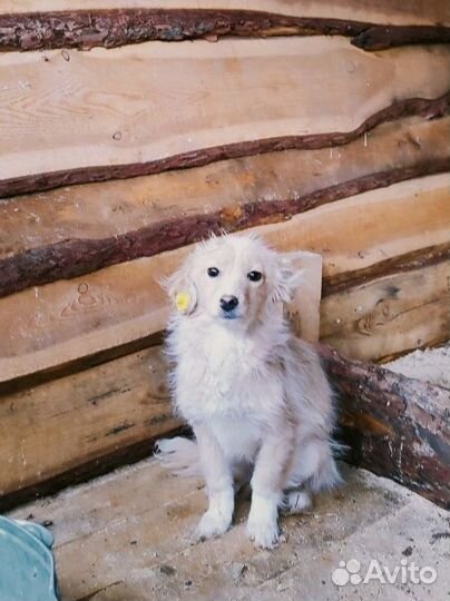 Маленькие собачки ждут своих мам-пап