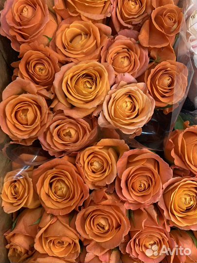 Цветы оптом розы