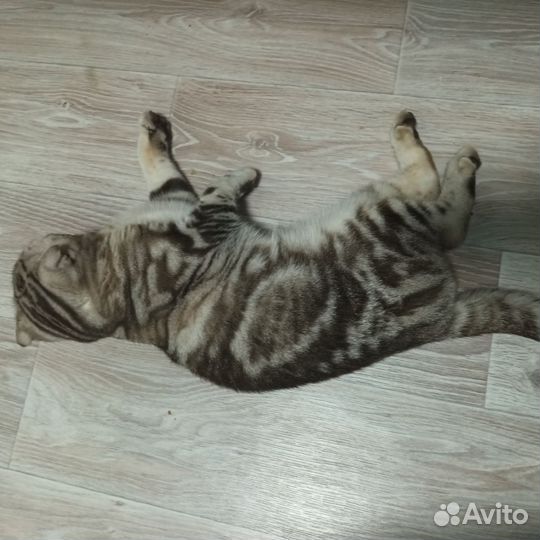 Шотландская