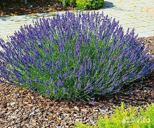 Лаванда саженцы