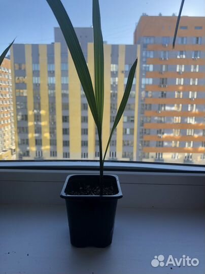 Пальма Вашингтония и Трахикарпус сеянцы