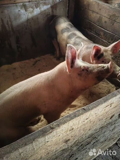 Поросят трехпородный гибрид