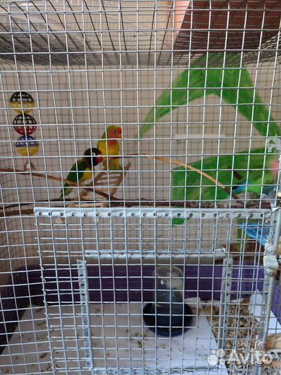Попугай неразлучники с клеткой