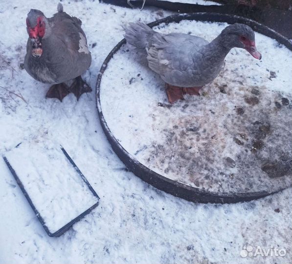 Мускусные утки