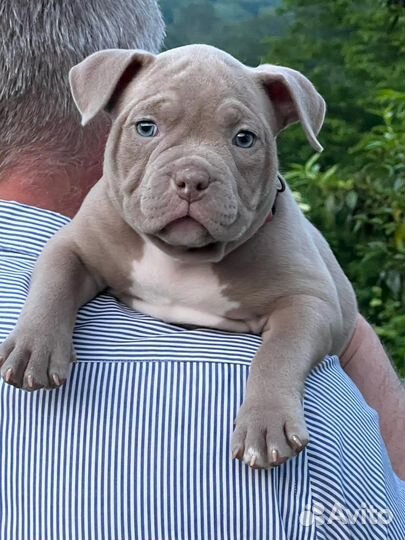 Американский булли